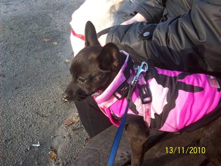 Blanding af racer Qiwi billede 9