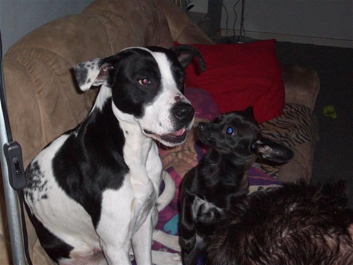 Blanding af racer Qiwi billede 10