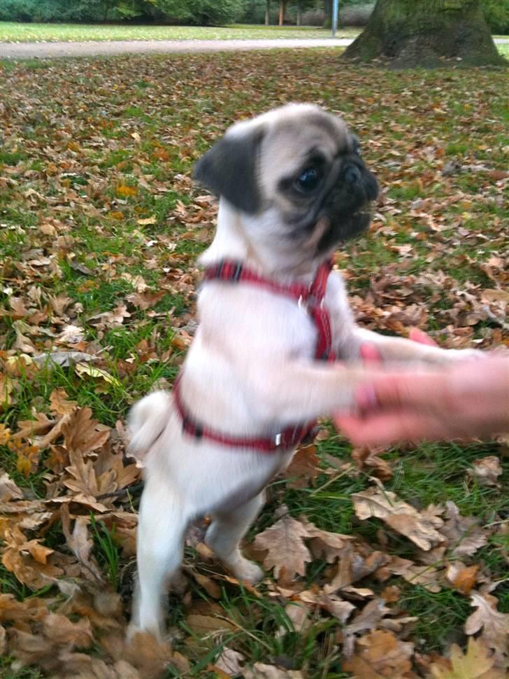 Mops Peanut - en tur i søndermarken billede 7