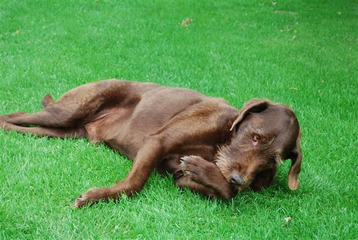 Ruhåret hønsehund Sofus ^^DØD^^ /::<3  billede 2