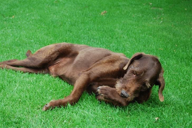 Ruhåret hønsehund Sofus ^^DØD^^ /::<3  billede 3