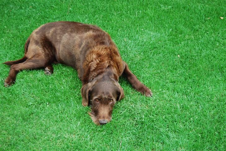 Ruhåret hønsehund Sofus ^^DØD^^ /::<3  billede 4