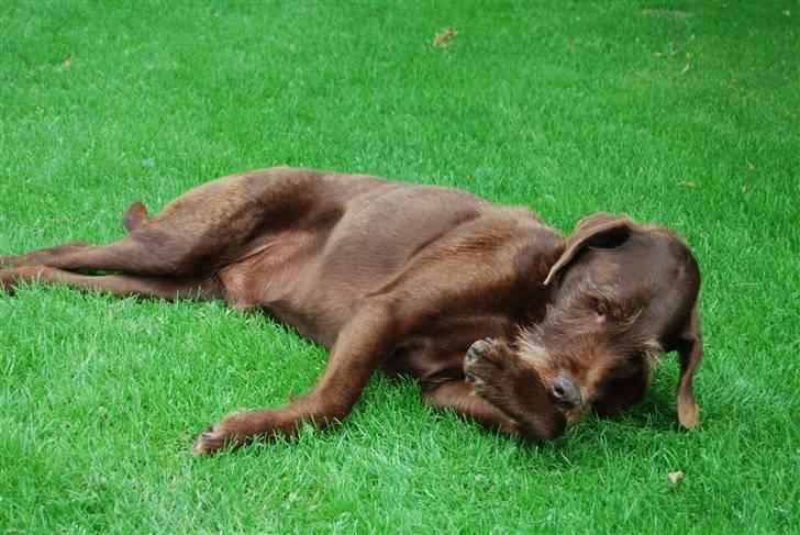 Ruhåret hønsehund Sofus ^^DØD^^ /::<3  billede 5