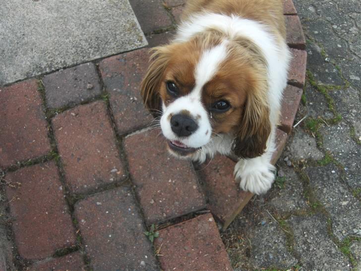 Cavalier king charles spaniel Max billede 1