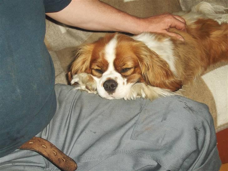 Cavalier king charles spaniel Max billede 2