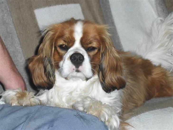 Cavalier king charles spaniel Max billede 3