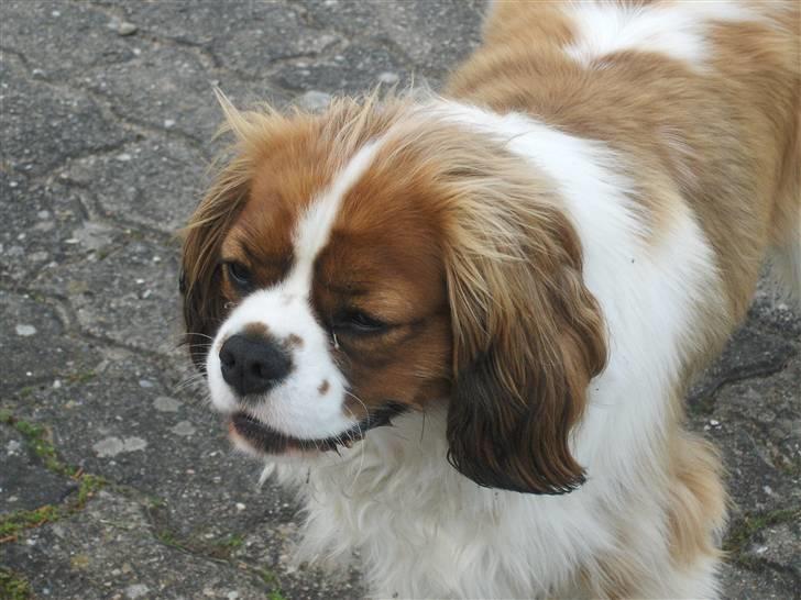 Cavalier king charles spaniel Max billede 4