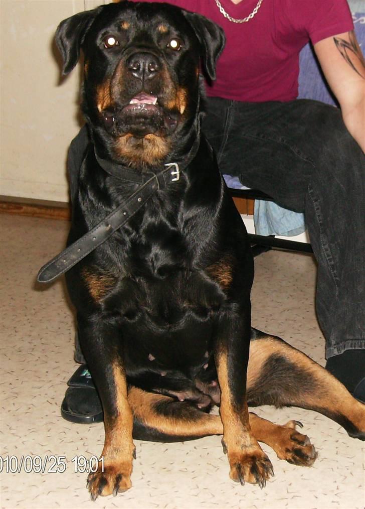 Rottweiler Mille SOLGT:'( billede 1
