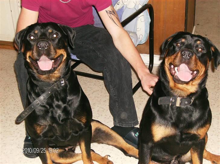 Rottweiler Mille SOLGT:'( - Mille Til VENSTRE & Back-Up Til HØJRE :) billede 2