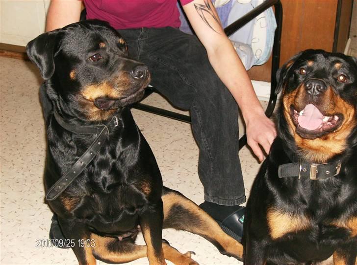 Rottweiler Mille SOLGT:'( - Mille Til VENSTRE & Back-Up Til HØJRE :) billede 3