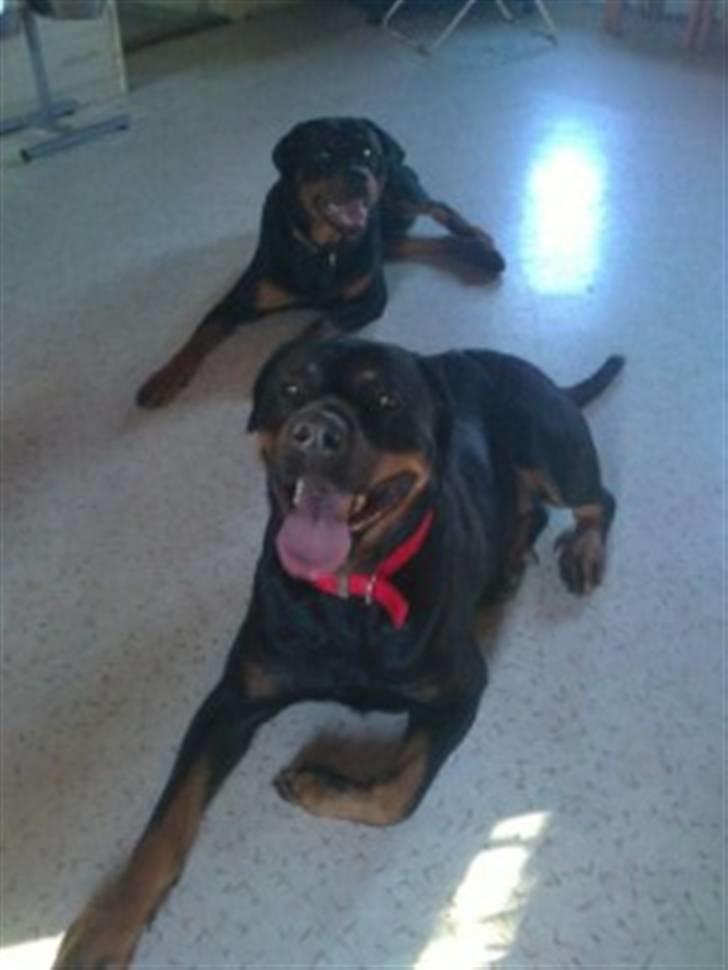 Rottweiler Mille SOLGT:'( - Mille forrest i billedet med Back-Up bag ved :) billede 4