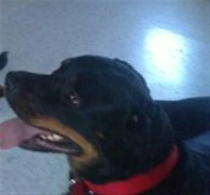 Rottweiler Mille SOLGT:'( - Mille pigen :i billede 5