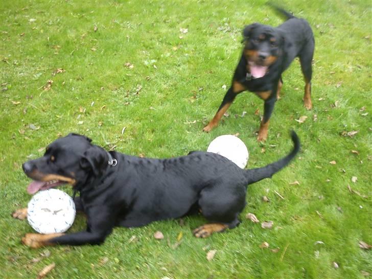 Rottweiler Mille SOLGT:'( - Mille ude med hendes favorit fodbold og Back-Up som vil lege med :P billede 6
