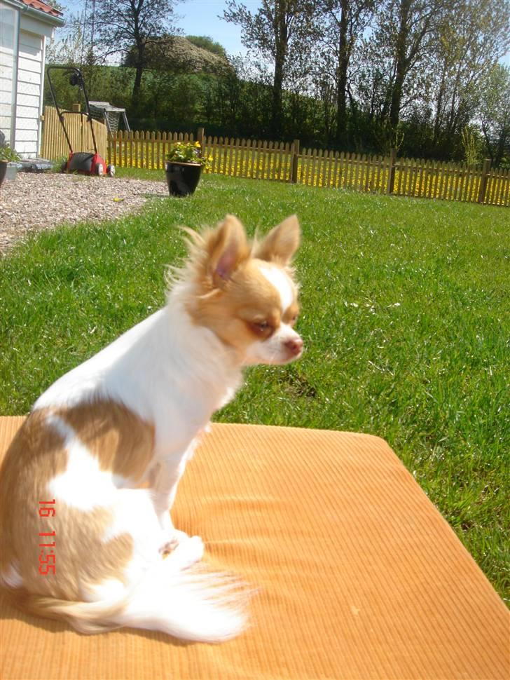 Chihuahua Frantzen`s Mercedes billede 18