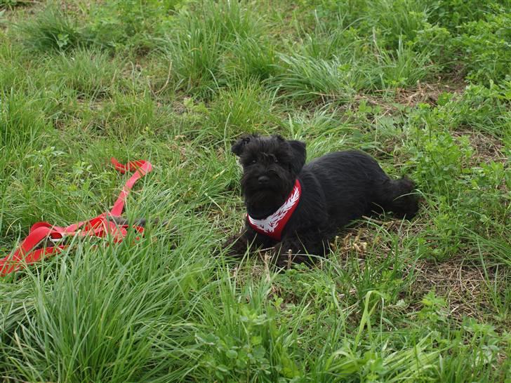 Dvaergschnauzer Sváva's Galaxy - Thriffyn - efter spor er ,am træt når man ikke er så gammel billede 14