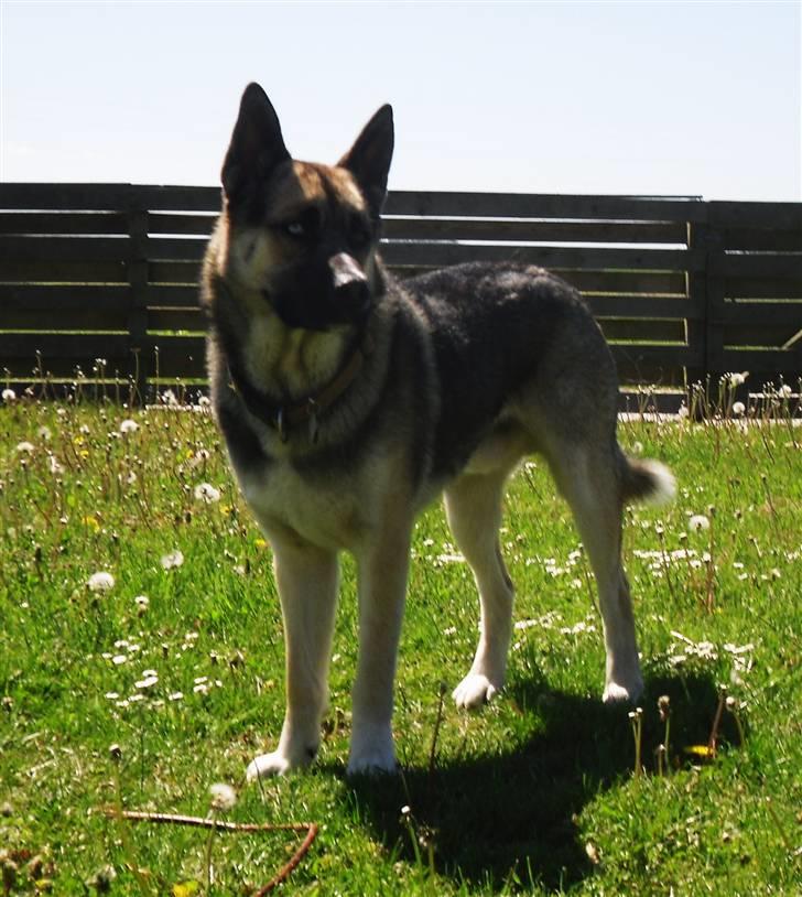 Blanding af racer Coda <'3 billede 9