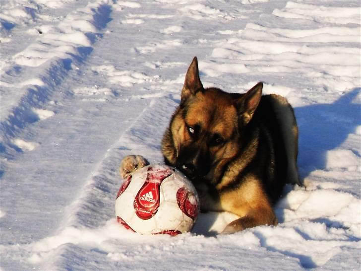 Blanding af racer Coda <'3 billede 10