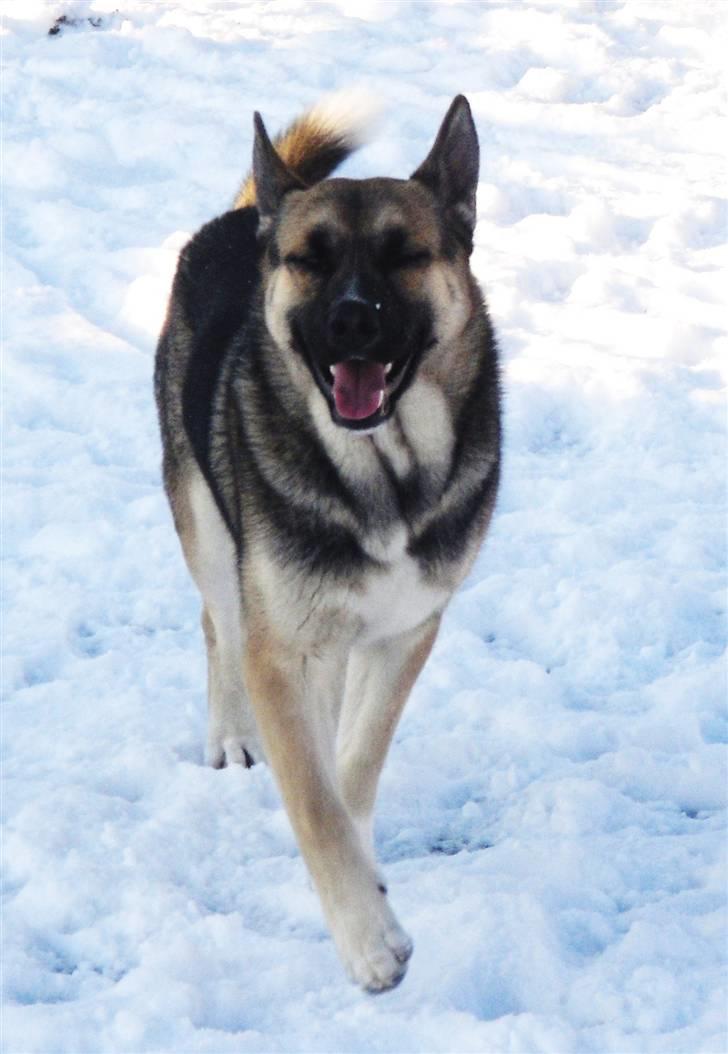 Blanding af racer Coda <'3 billede 11