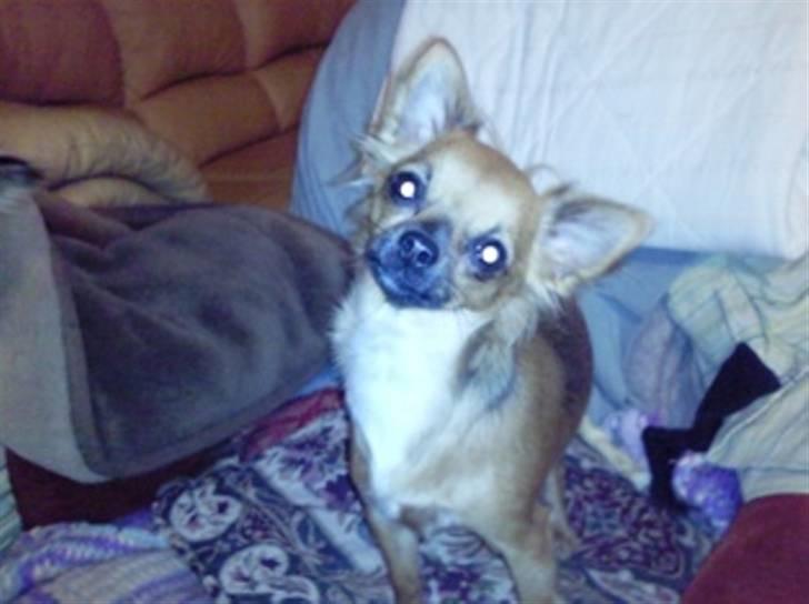 Chihuahua Coco billede 12
