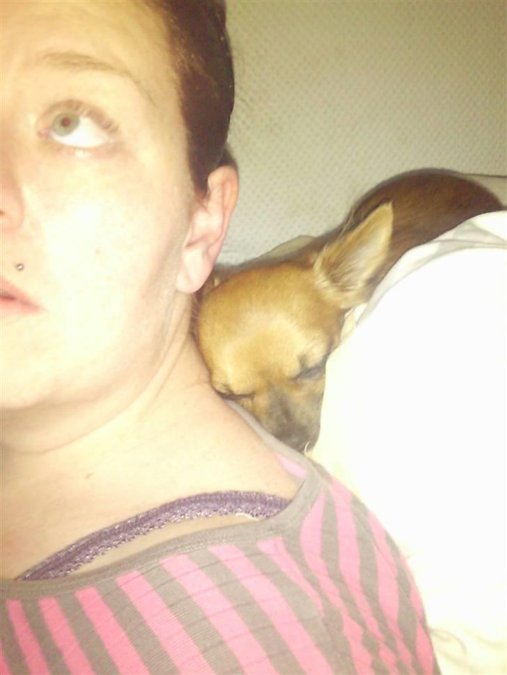 Chihuahua Coco billede 6