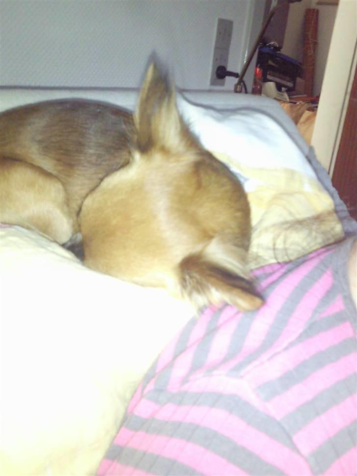 Chihuahua Coco billede 7