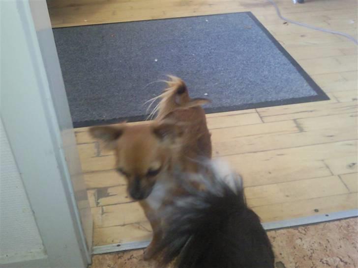 Chihuahua Coco billede 8