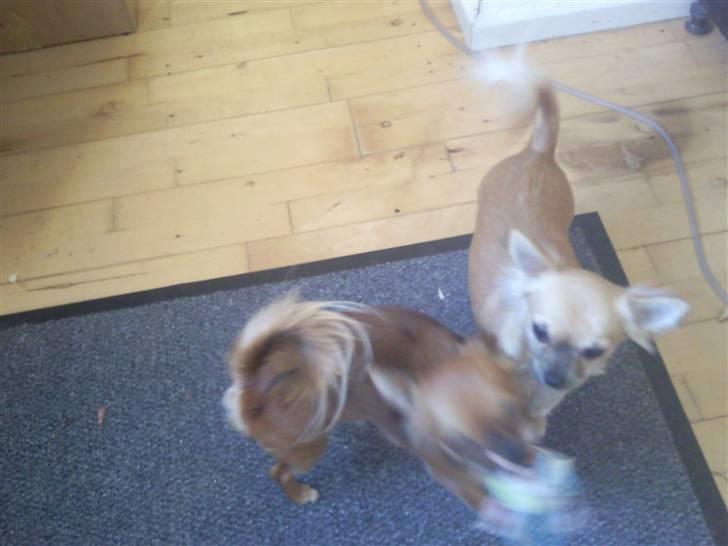 Chihuahua Coco billede 9
