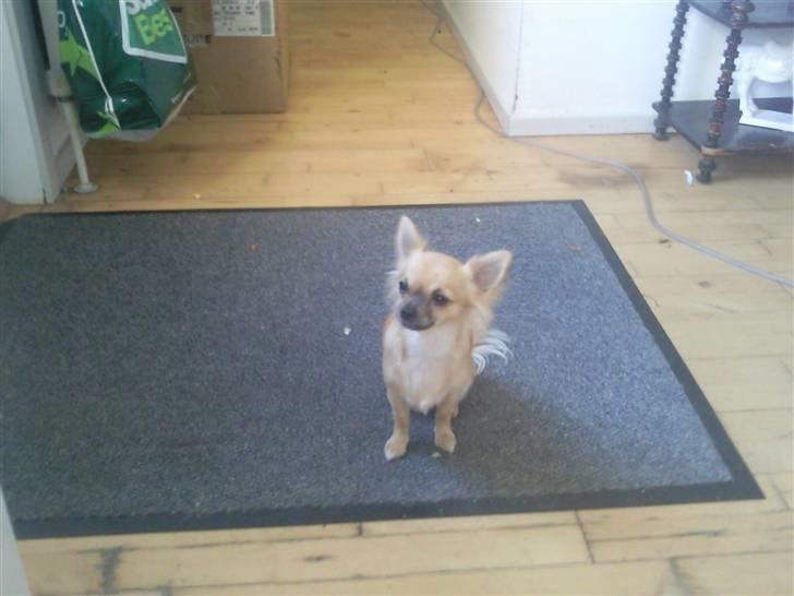 Chihuahua Tilde billede 13