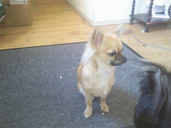 Chihuahua Tilde billede 14