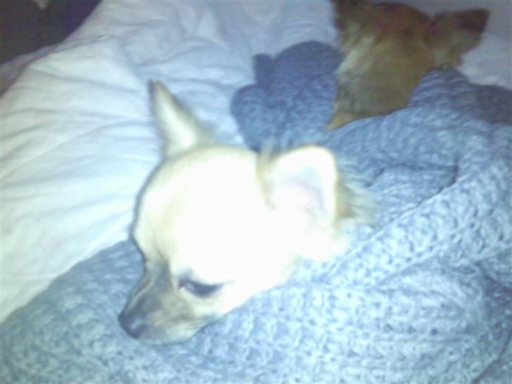 Chihuahua Tilde billede 15