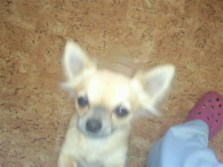 Chihuahua Tilde billede 17