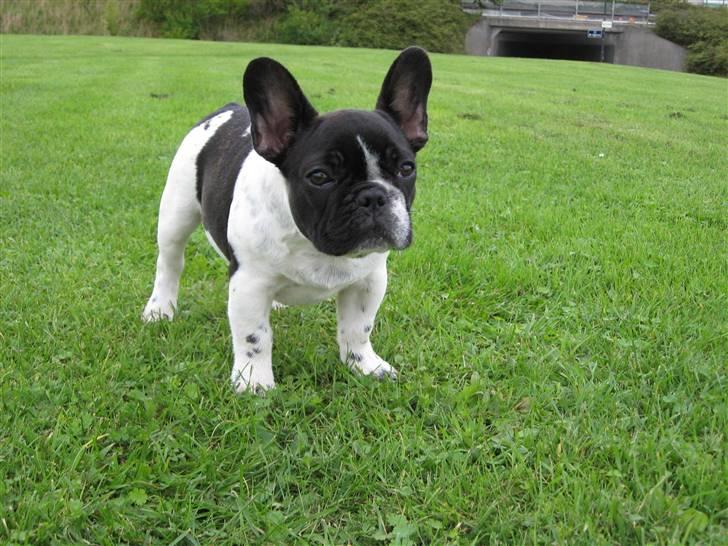 Fransk bulldog Selma - Selma 3,5 måned. billede 1