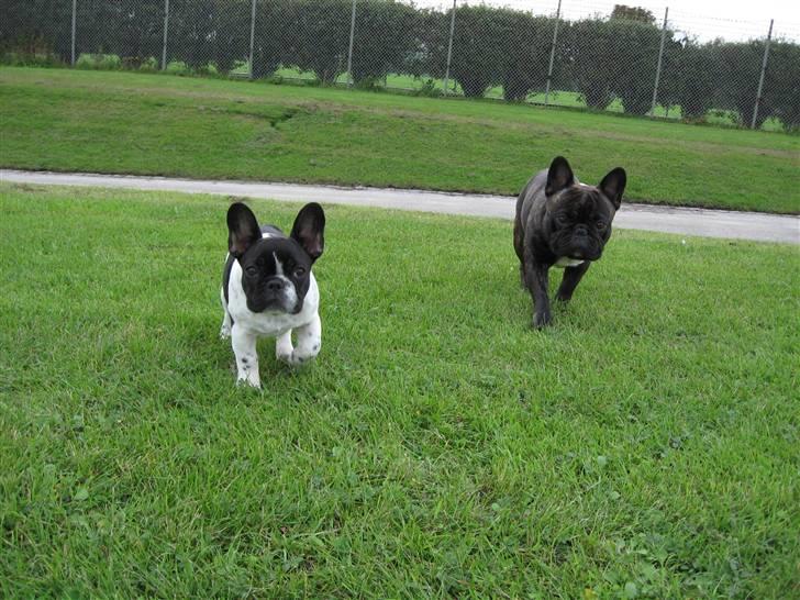 Fransk bulldog Selma - Selma 3,5 måned billede 2