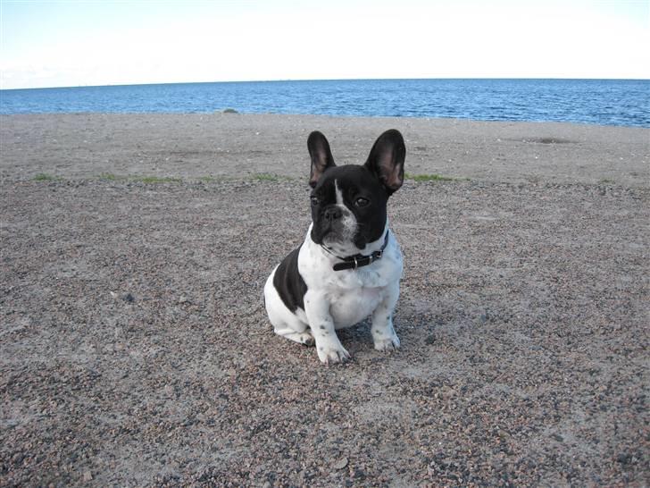 Fransk bulldog Selma - Selma på stranden ved Ribersborg, Malmö. 4 mdr. billede 3