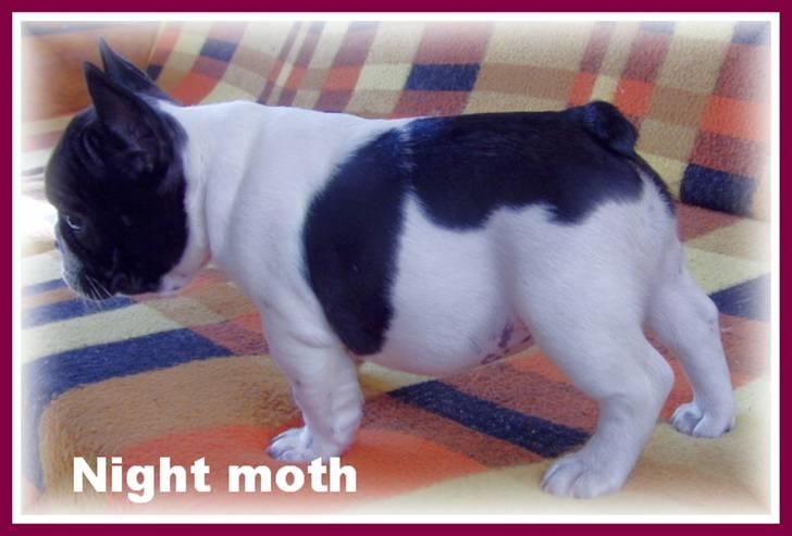 Fransk bulldog Selma - Selma 6 uger. billede 4