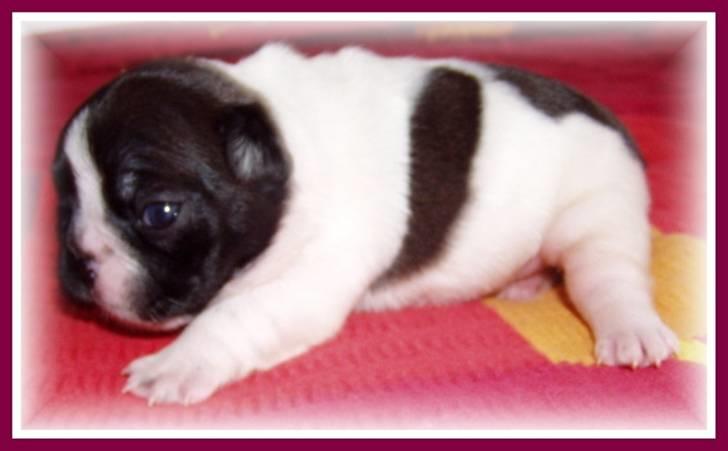 Fransk bulldog Selma - Selma 2 uger. billede 5