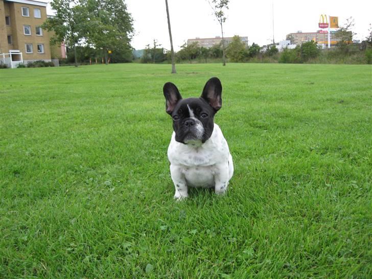 Fransk bulldog Selma - Selma 3,5 måned billede 6