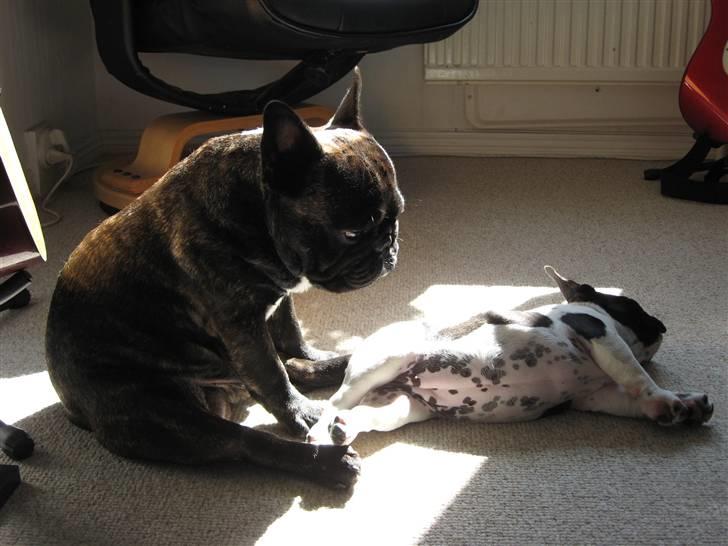 Fransk bulldog Selma - Selma og Basse slapper af i solstrålen. 12 uger. billede 7