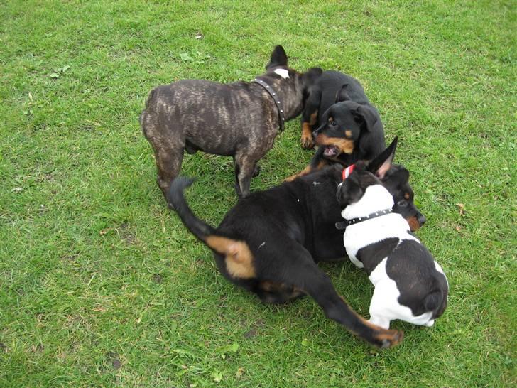 Fransk bulldog Selma - Selma i leg på Ribersborg, Malmö. 3 måneder. billede 8