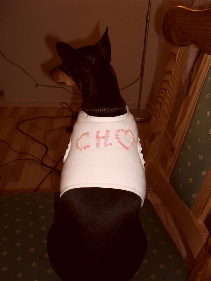 Dvaergpinscher chikita billede 13