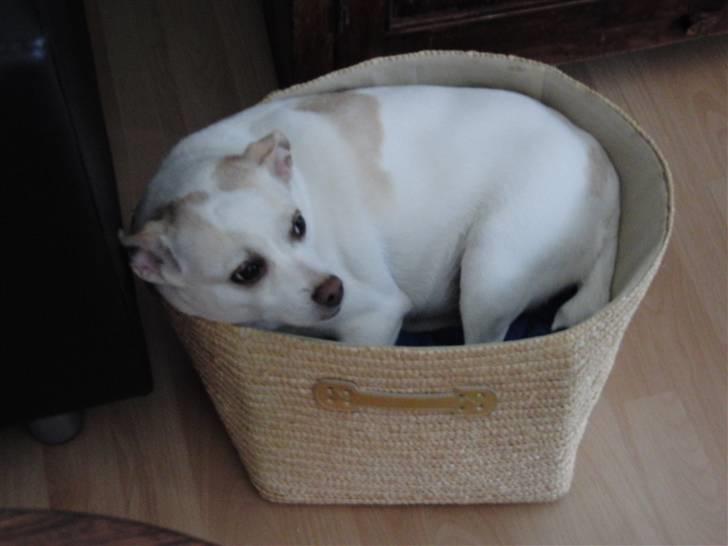 Dansk svensk gaardhund Trine AKA Fedesen - elsker at ligge i min kurv. billede 10