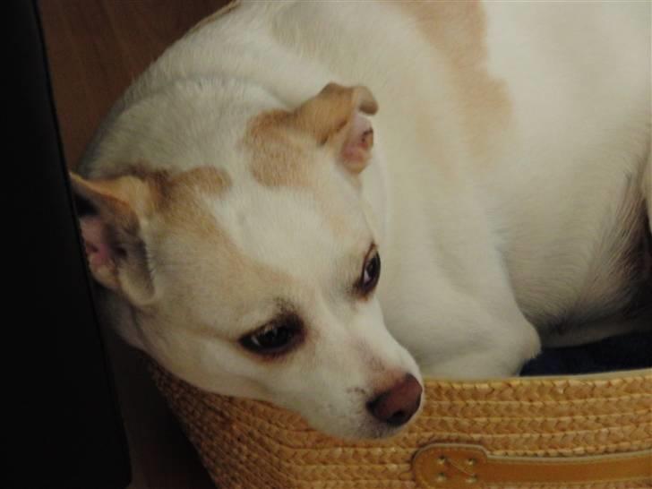 Dansk svensk gaardhund Trine AKA Fedesen billede 11