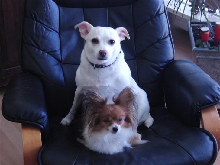 Dansk svensk gaardhund Trine AKA Fedesen - Vi vil helst være sammen hele tiden. billede 12