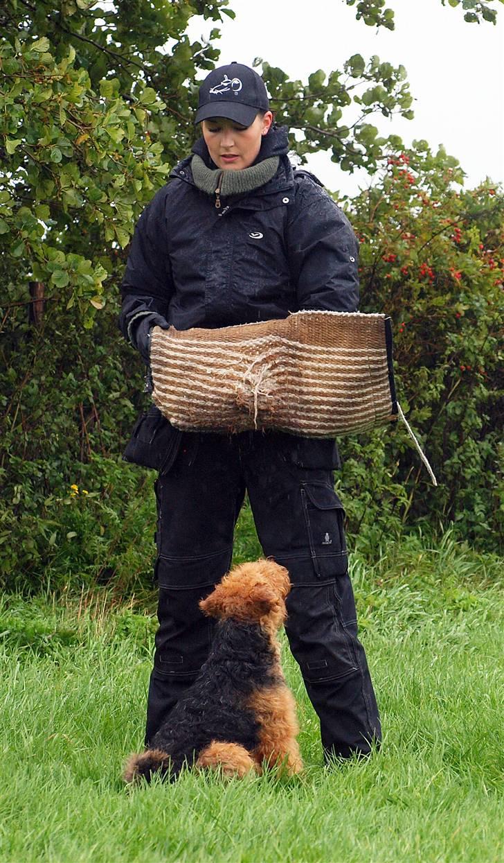 Welsh terrier Sváva's Fafner - William - bevogtning, 2 træningsgang billede 1