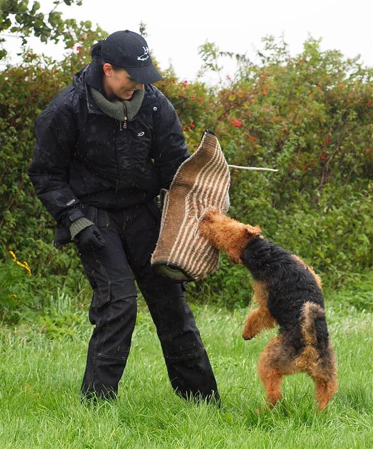 Welsh terrier Sváva's Fafner - William - bid - 3 træningsgang billede 2