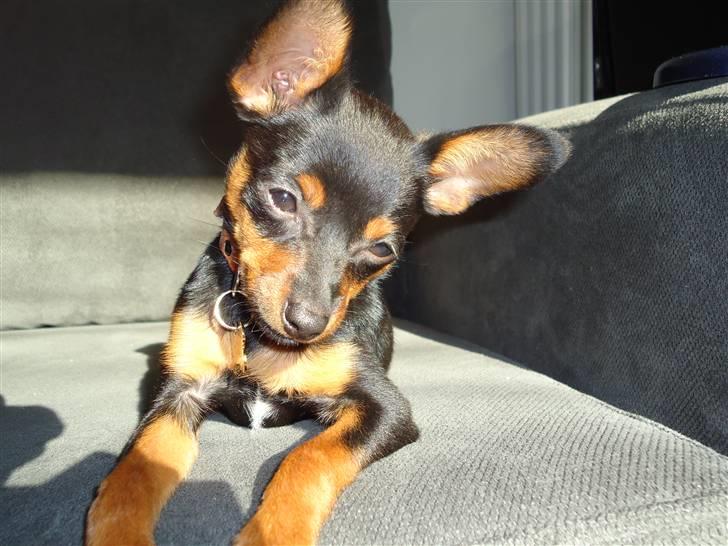 Blanding af racer Kia - 16 uger ligger og lyder solen.  billede 4