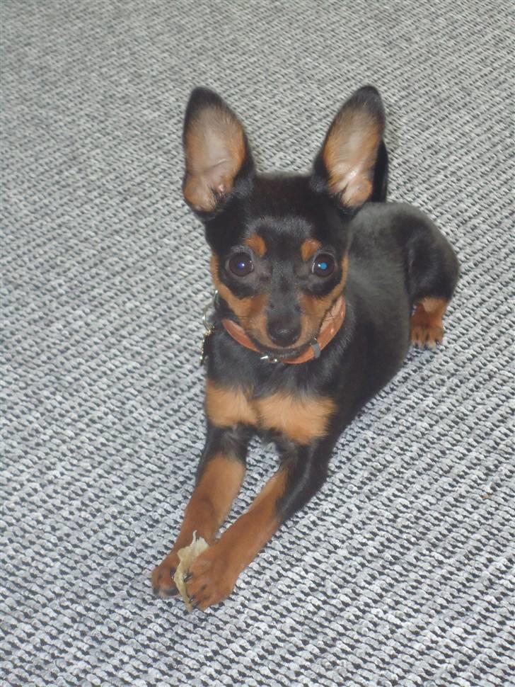 Blanding af racer Kia - 16 uger. billede 6