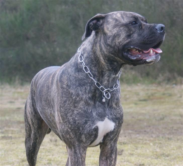 Blanding af racer Taco billede 13