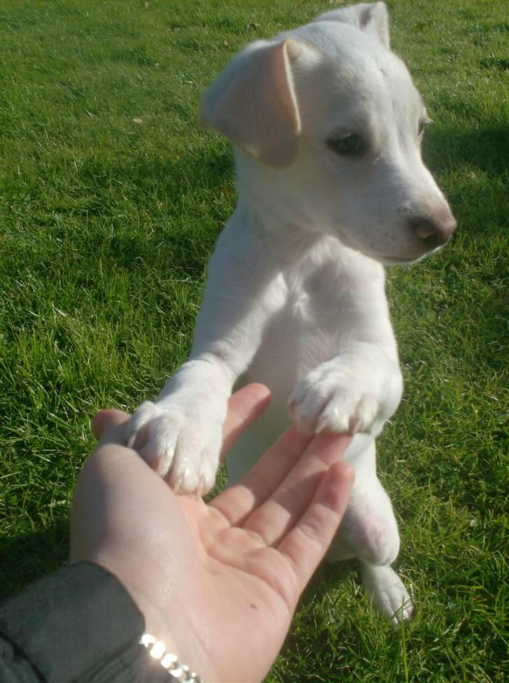 Blanding af racer Lærke billede 11