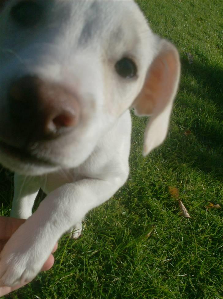 Blanding af racer Lærke billede 12